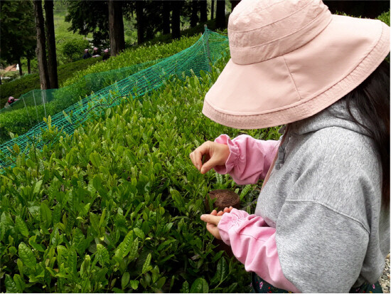 기장 차 문화학교 운영 모습. 사진=기장군 제공