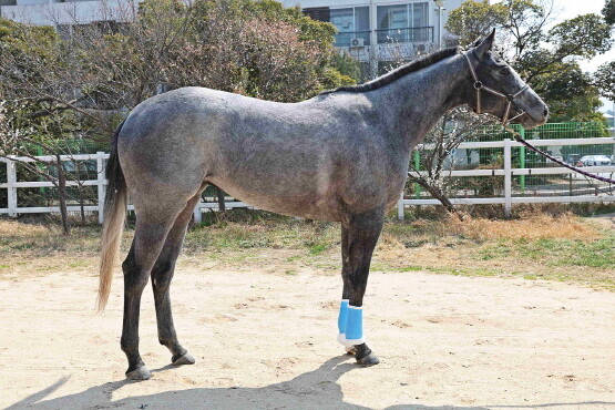 희망라니. 사진=렛츠런파크 부산경남 제공