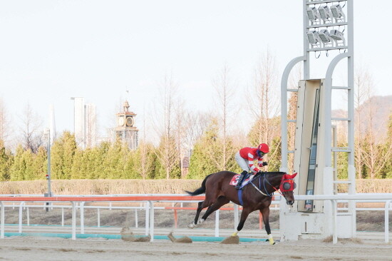 25년3월29일 제9경주 문세영 기수 2000승 장면. 사진=한국마사회 부산본부 제공