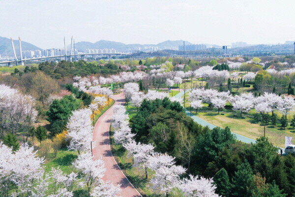 수도권매립지 야생화단지에 조성된 벚꽃길(2024년 봄). 사진=수도권매립지관리공사 제공