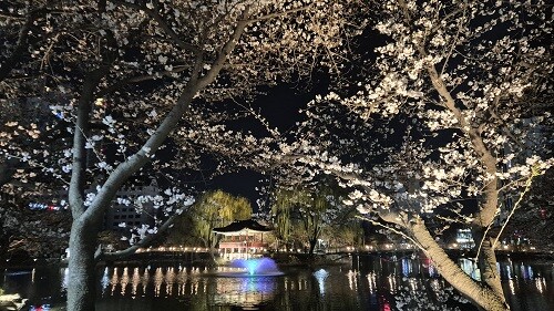 벚꽃 명소로 주목을 받고 있는 이천 안흥지 '애련정'. 사진= 유인선 기자.