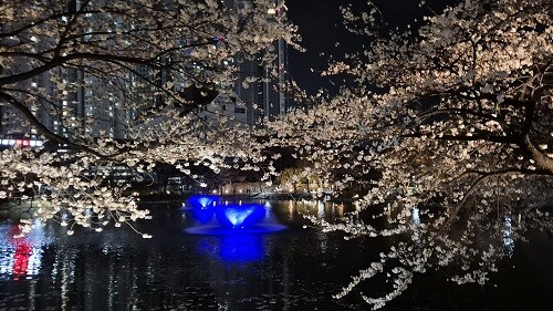 벚꽃이 만개한 이천 안흥지 야경 . 사진= 유인선 기자