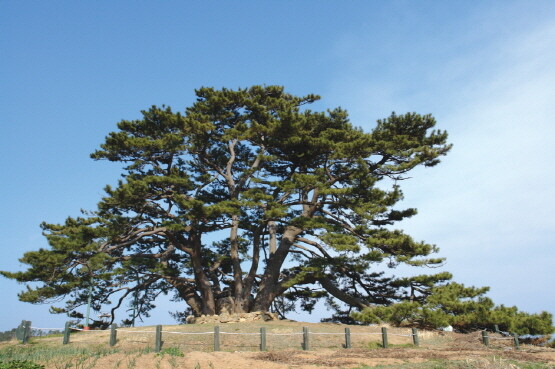 죽성리 곰솔. 사진=기장군 제공