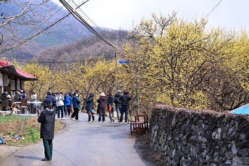 지난 3월 29일 개최된 개군 산수유 축제. 사진=양평군청 제공