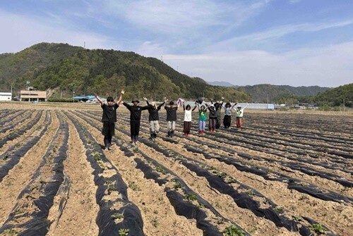 지난 6월, 푸른숲발도르프학교 9학년 학생들이 감자를 심던 순간. 흙 묻은 손끝에서 자라날 감자처럼, 아이들의 꿈도 이 땅에서 깊이 뿌리내리고 있다. 사진=네니아 제공