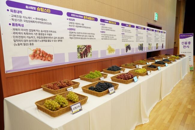 지난 16~17일 열린 ‘2025 경기도 포도‧복숭아 품평회’에서 선보인 가평군 신품종 포도.사진 제공=가평군