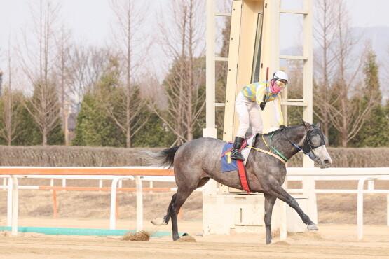 글라디우스가 25년 3월 23일 동아일보배에서 우승할 당시 모습. 사진=한국마사회 부산경남본부 제공