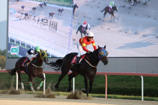 우승마 문학보이와 마이아 기수. 사진=한국마사회 부산경남본부 제공