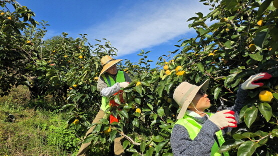농촌일손돕기 모습. 사진=경남농협 제공