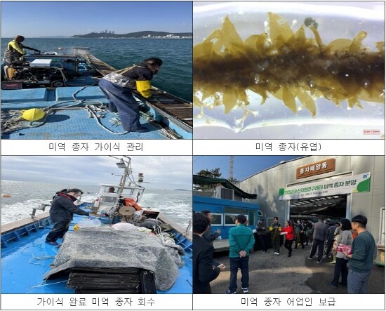 기장군이 자체생산한 고품질 기장미역 종자를 지역 양식어업인 보급했다. 사진=기장군 제공