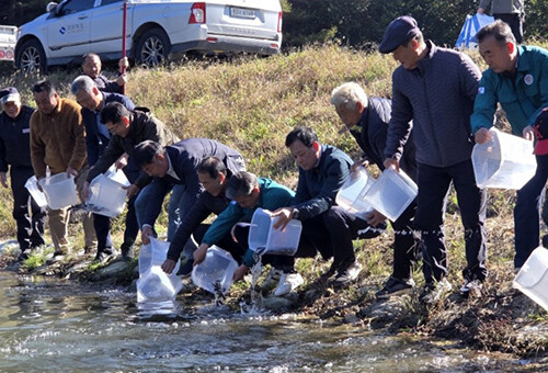 경북수산자원연구원이 19일 산불 피해지역 5개 어촌계(7개 어촌마을)에 건강한 어린 전복 15만 마리를 무상으로 방류했다. 사진=일요신문 DB