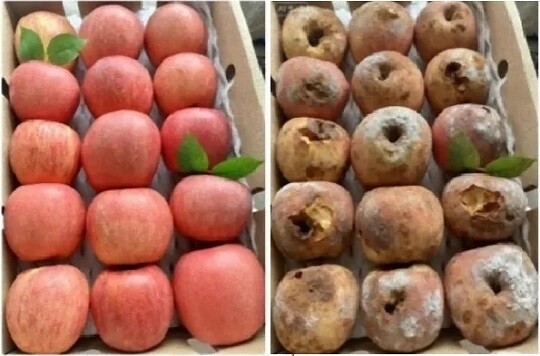 AI로 조작된 사진을 이용한 신종 환불 사기가 중국에서 기승을 부리고 있다. 원본 사과 사진과 AI로 곰팡이가 핀 모습을 조작한 사과 사진. 사진=SNS 캡처