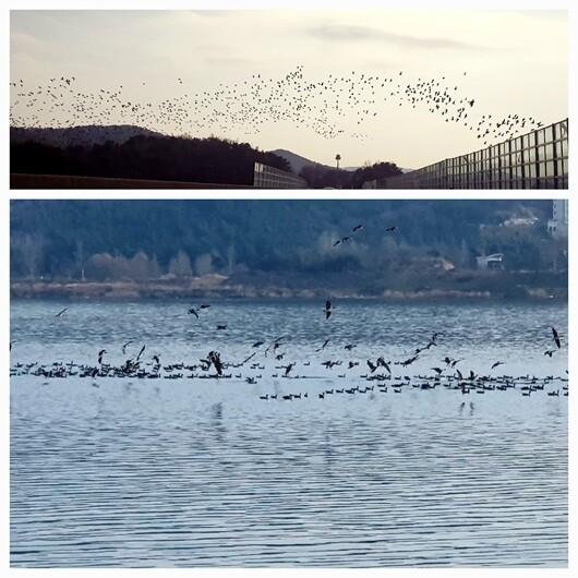 군산공항 및 새만금신공항과 불과 약 6km 떨어진 금강 일대는 철새들의 거대한 보금자리다. 철새를 구경하러 오는 관광객이 있을 정도다. 새만금신공항 등의 조류충돌 위험이 클 수밖에 없는 배경이다. 사진=주현웅 기자