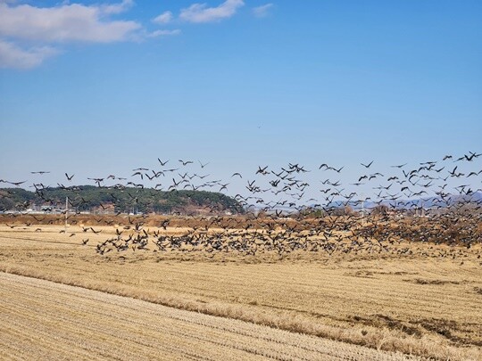12월 4일 서산공항 신설 예정지 논밭에서 새떼가 날아오르고 있다. 사진=남경식 기자