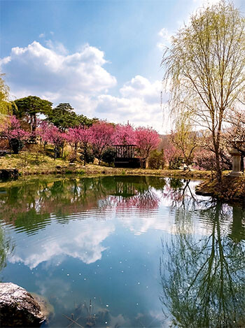 홍매화가 만개한 한국식 정원 '유원'의 풍경. 사진=사유원 제공