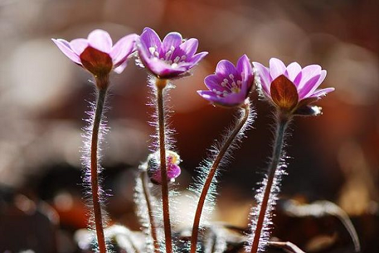 노루귀. 사진=안산시 제공