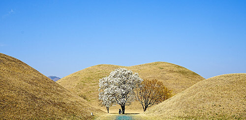 대릉원 목련포토존. 사진=경주시 제공