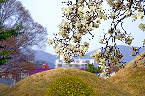 노서동고분군. 사진=경주시 제공