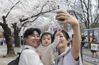 [시선25] 눈으로 보고 가슴으로 즐기는 여의도 벚꽃축제