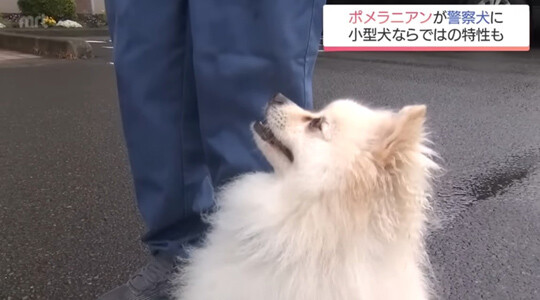 미야자키현에서 포메라니안이 경찰견으로 선발된 것은 이번이 처음이다. 사진=TBS 뉴스 캡처