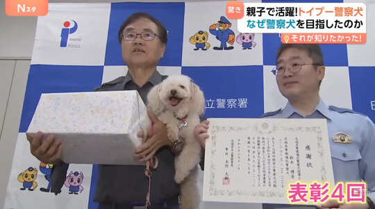 토이푸들 경찰견 안즈가 2025년 실종된 고령자를 발견한 공로로 감사장을 받았다. 표창을 받은 것만 네 번이다. 사진=TBS 뉴스 캡처