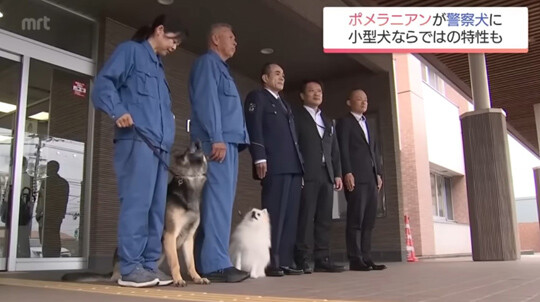 경찰견의 자질을 가르는 기준은 몸집이 아니라, 후각 능력과 임무에 대한 의욕, 그리고 훈련 적성이다. 이러한 변화의 흐름은 하쿠(가운데 포메라니안)의 사례에서 드러난다. 사진=TBS 뉴스 캡처