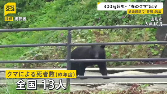 2025년 일본에서는 곰 피해로 13명이 사망한 것으로 집계됐다. 사진=TBS 뉴스 캡처