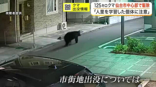 지난 4월 18일 미야기현 센다이시 주택가에 곰이 출몰했다. 사진=FNN뉴스 캡처
