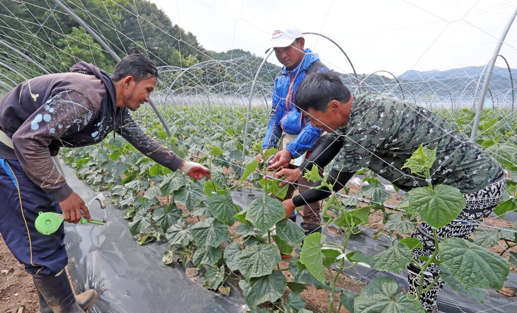 캄보디아 출신 외국인 계절근로자가 강원 화천군 한 농가에서 오이 재배를 배우는 모습으로 기사의 특정 내용과 관련 없음. 사진=연합뉴스