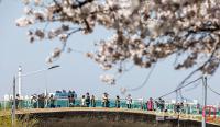 벚꽃 구경하는 시민들