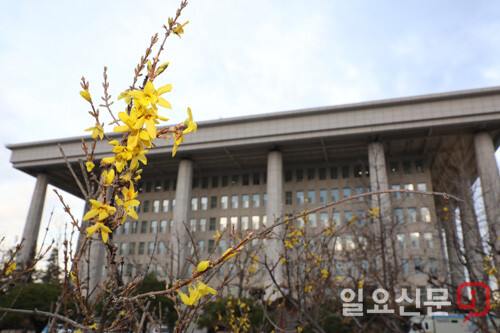 개나리 핀 12월의 국회