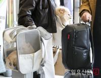 애완동물과 함께한 명절 연휴 끝
