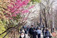 하동매실거리 산책하는 시민들