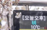 '비와 벚꽃'